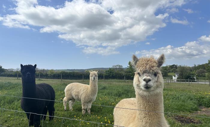 Our three friendly alpacas!